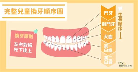 大牙會換牙嗎|【換牙順序】小朋友幾歲換牙正常？一文睇換牙。